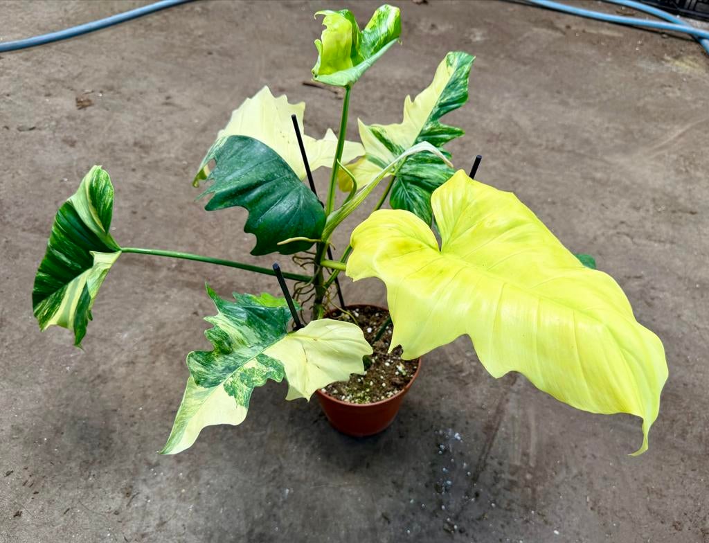 Philodendron Florida Beauty x Mayoi P15, Huis en Inrichting, Kamerplanten, Ophalen of Verzenden