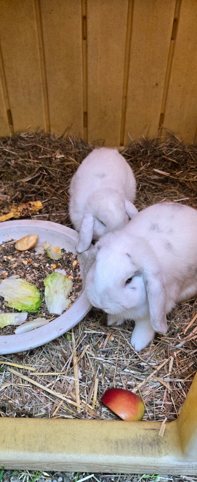 Twee lieve, tamme konijntjes zoeken samen een fijn thuis