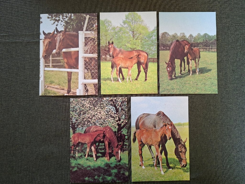 postkaarten, paarden, Verzamelen, Ophalen of Verzenden, 1960 tot 1980, Ongelopen, Paard