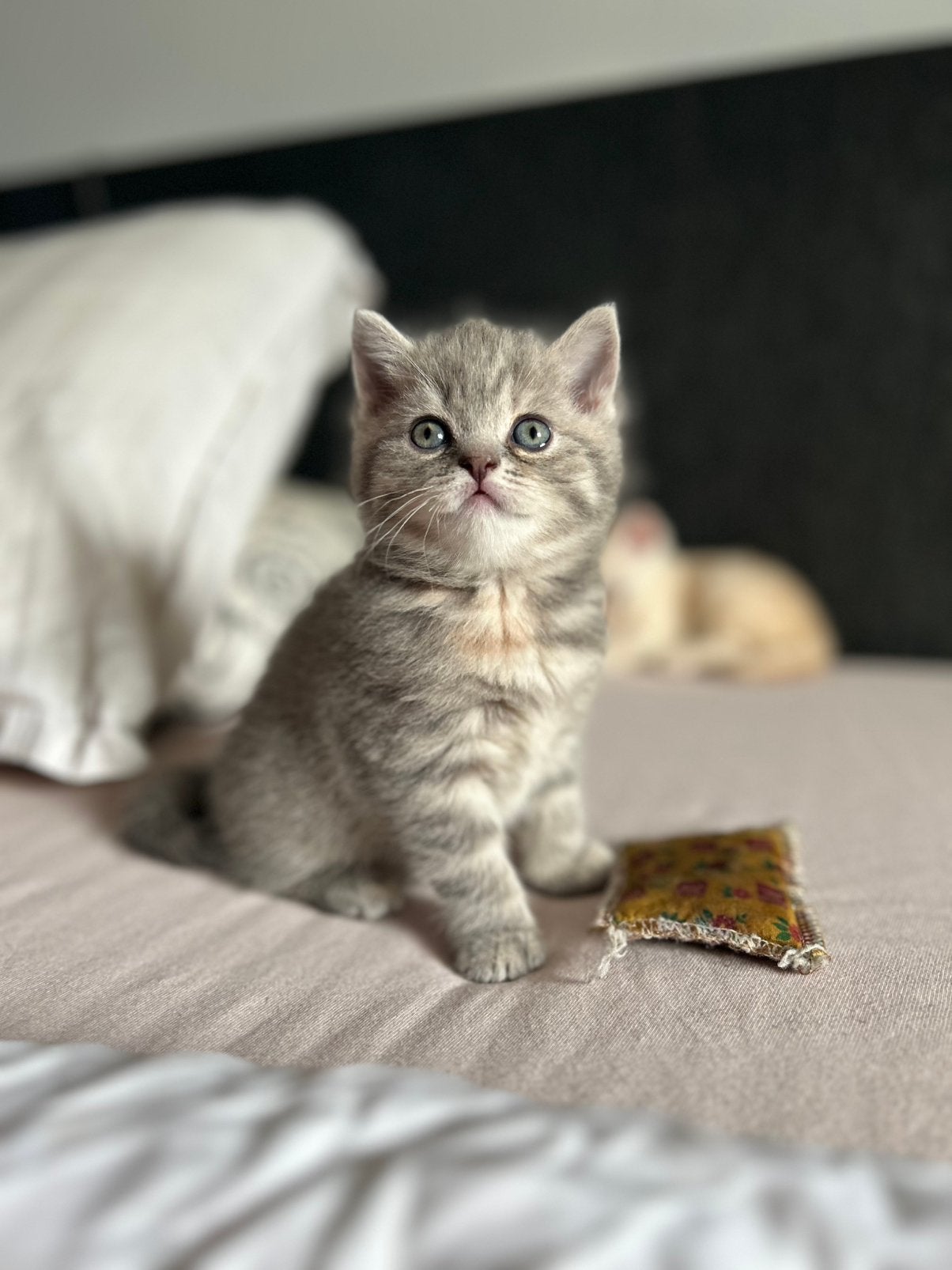 Twee kittens te koop BRITSE KORTHAAR, Poes