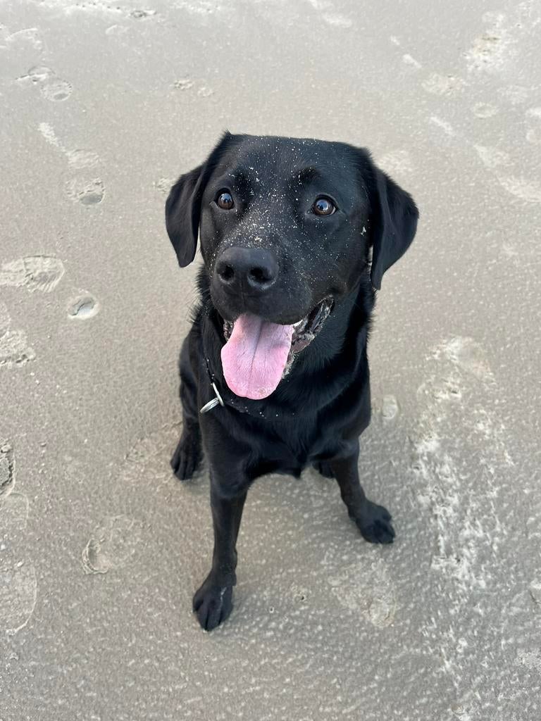 Zwarte labrador dekreu met stamboom aangeboden, Dieren en Toebehoren, Honden | Dekreuen, Reu, Eén hond, 3 tot 5 jaar, Nederland