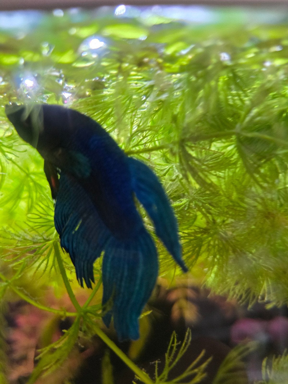 Betta man en vrouw, Dieren en Toebehoren, Vis
