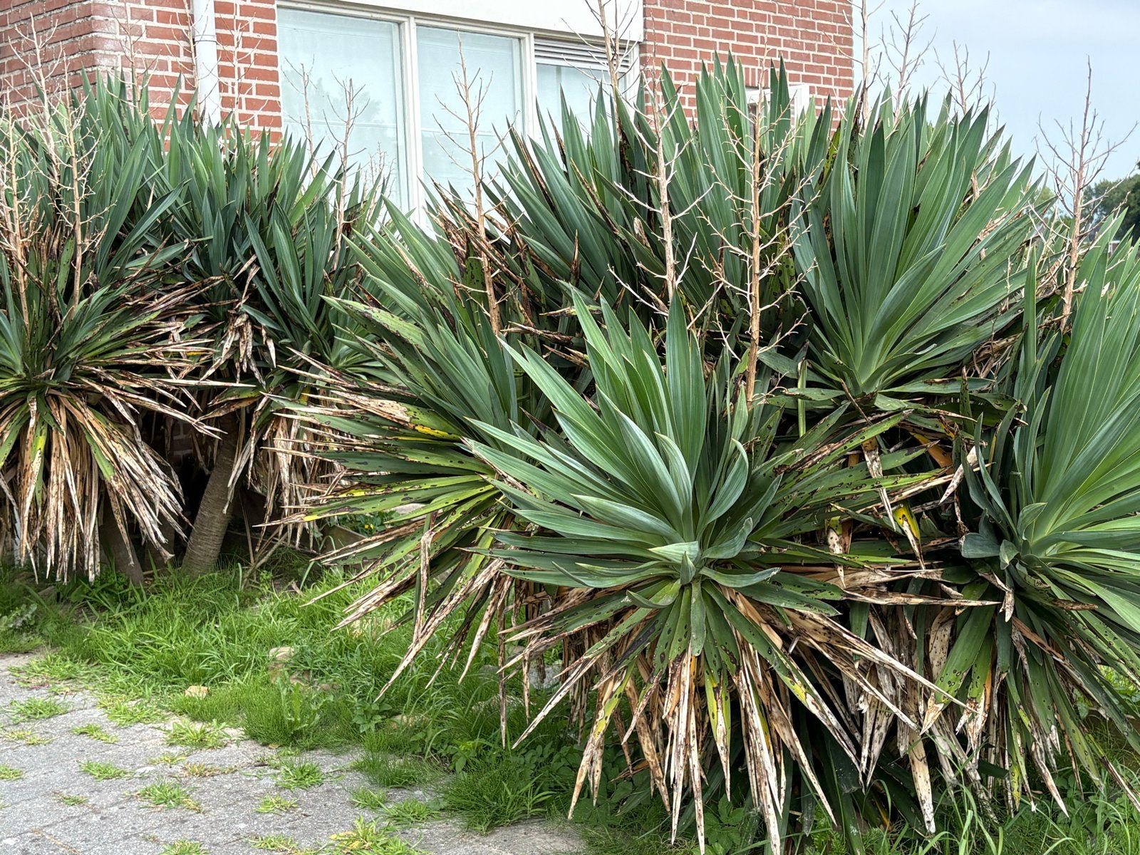 Grote Yucca planten te koop, Volle zon, Vaste plant, Zomer, Ophalen