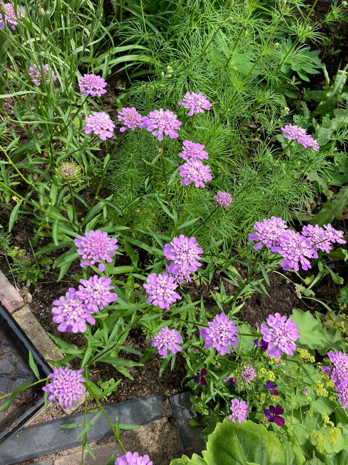 Schermscheefbloem ‘Iberis Umbellata’ plant roze, Ophalen, Overige soorten, Volle zon