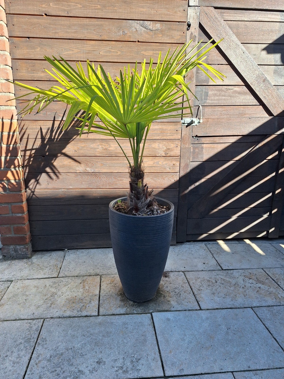 Mooie winterharde palm inclusief pot, Tuin en Terras, Volle zon, Vaste plant, Bloeit niet, Ophalen