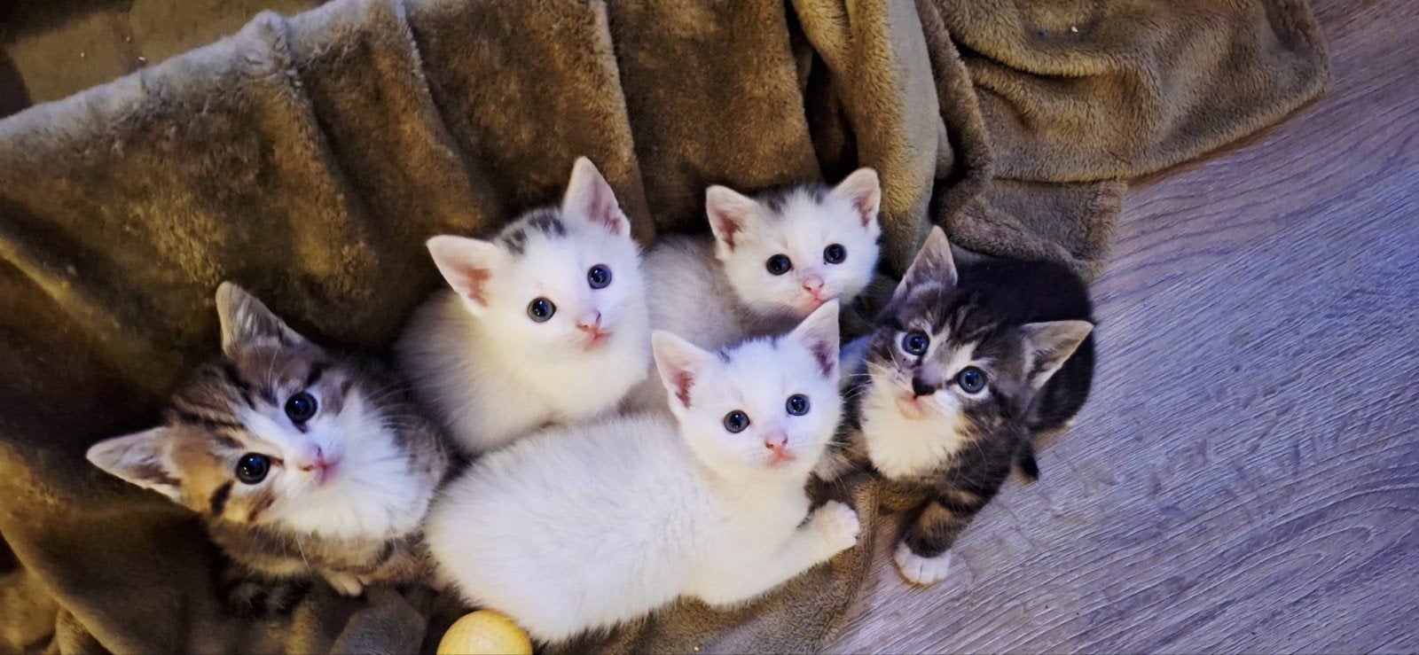 kittens europese korthaar Nog 2 poesjes beschikbaar!, Meerdere dieren