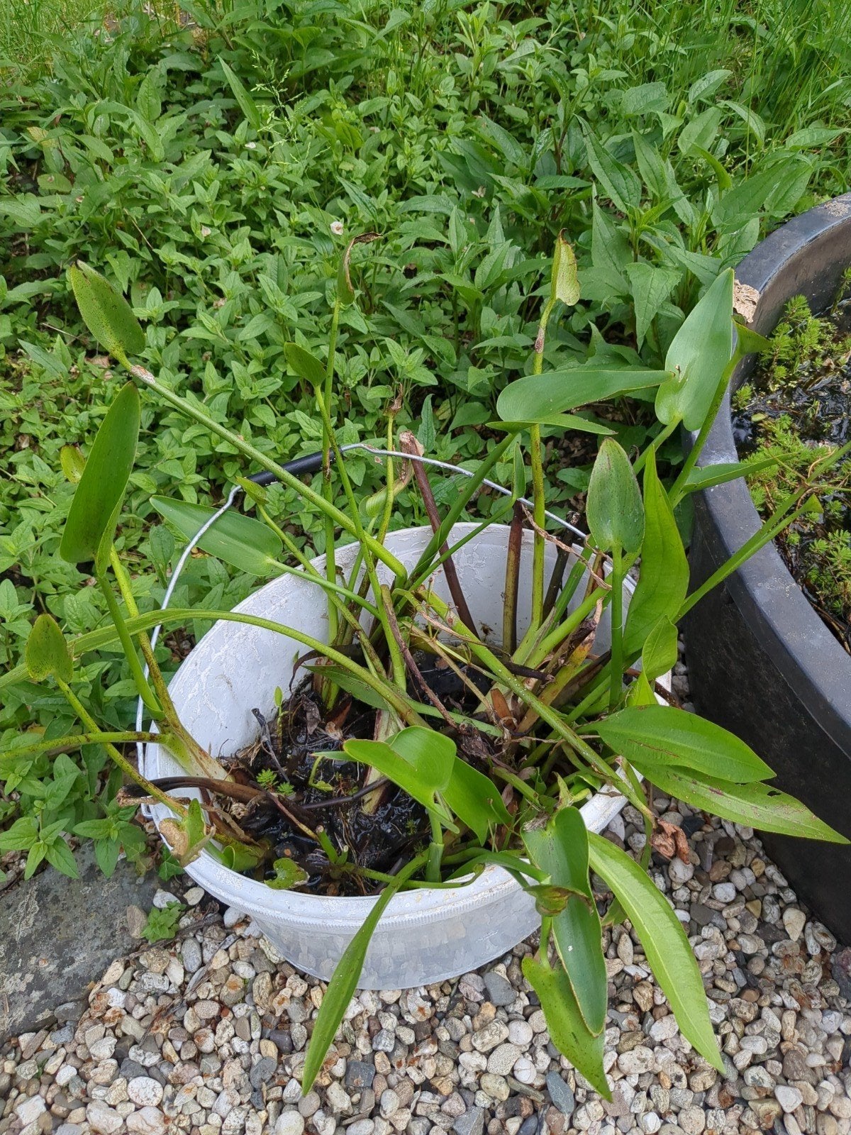 Waterplanten voor vijver of waterbak, Tuin en Terras, Ophalen, Overige soorten, Volle zon