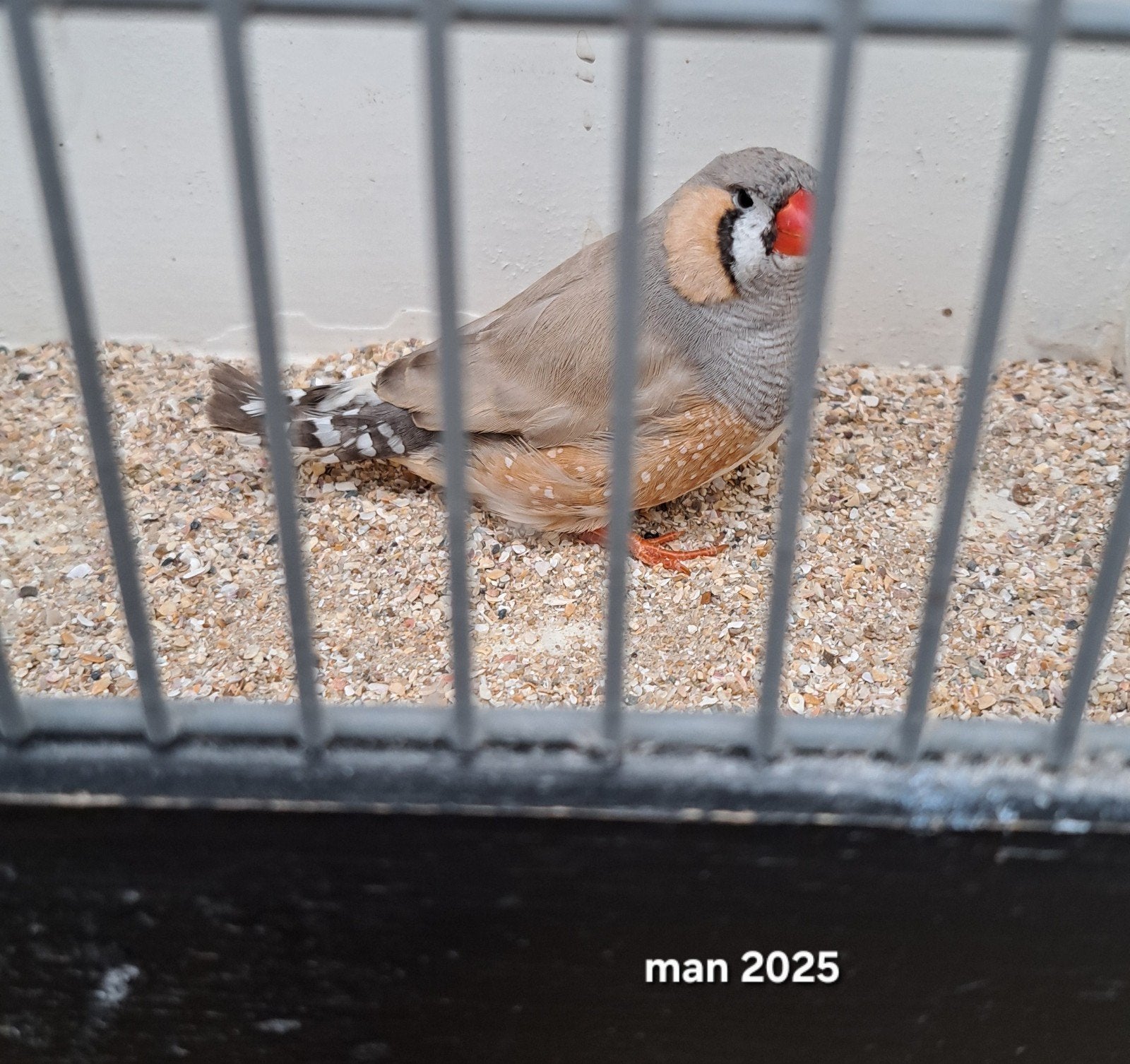 4 koppels grote zebravinken !, Dieren en Toebehoren, Vogels | Overige Vogels, Meerdere dieren, Tropenvogel, Geringd