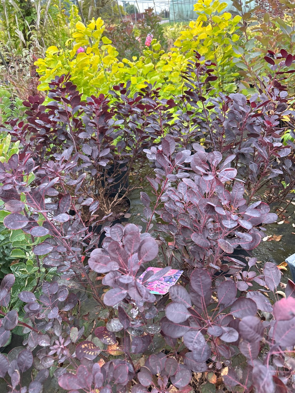 Cotinus coggygria 'Lilla' PBR - Pruikenboom in pot, Ophalen, Overige soorten, Struik, Minder dan 100 cm