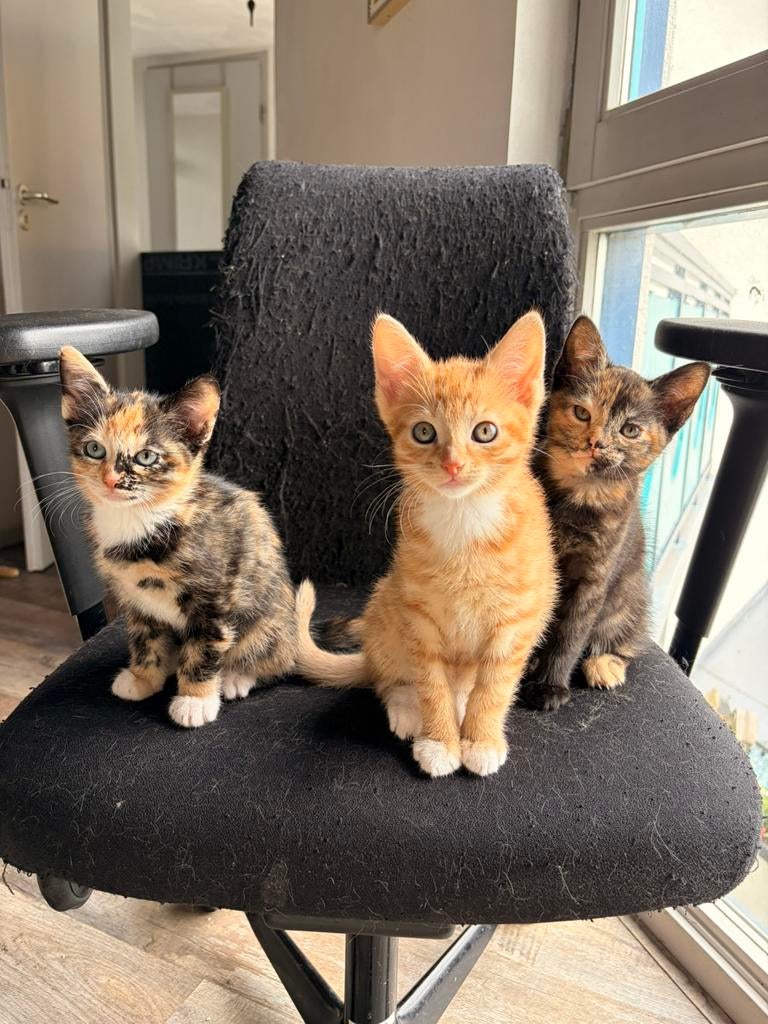 Lieve kittens zoeken goed thuis, Dieren en Toebehoren, Meerdere dieren, Kortharig, 0 tot 2 jaar