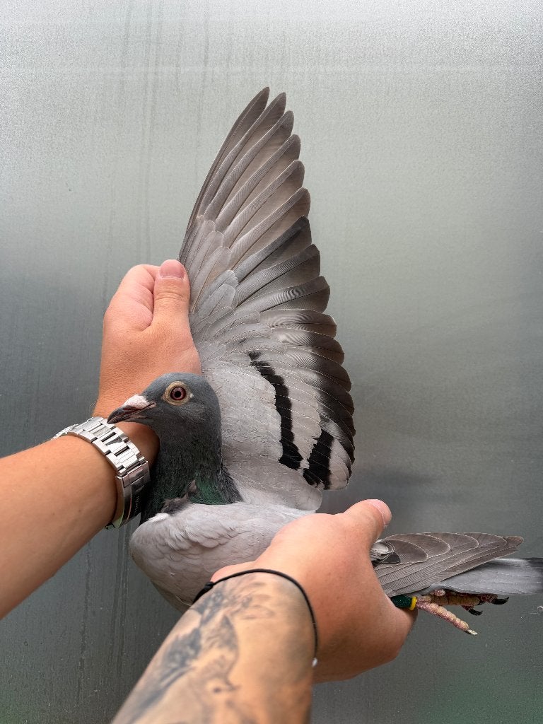 Post duif, Dieren en Toebehoren, Vogels | Duiven, Vrouwelijk, Postduif