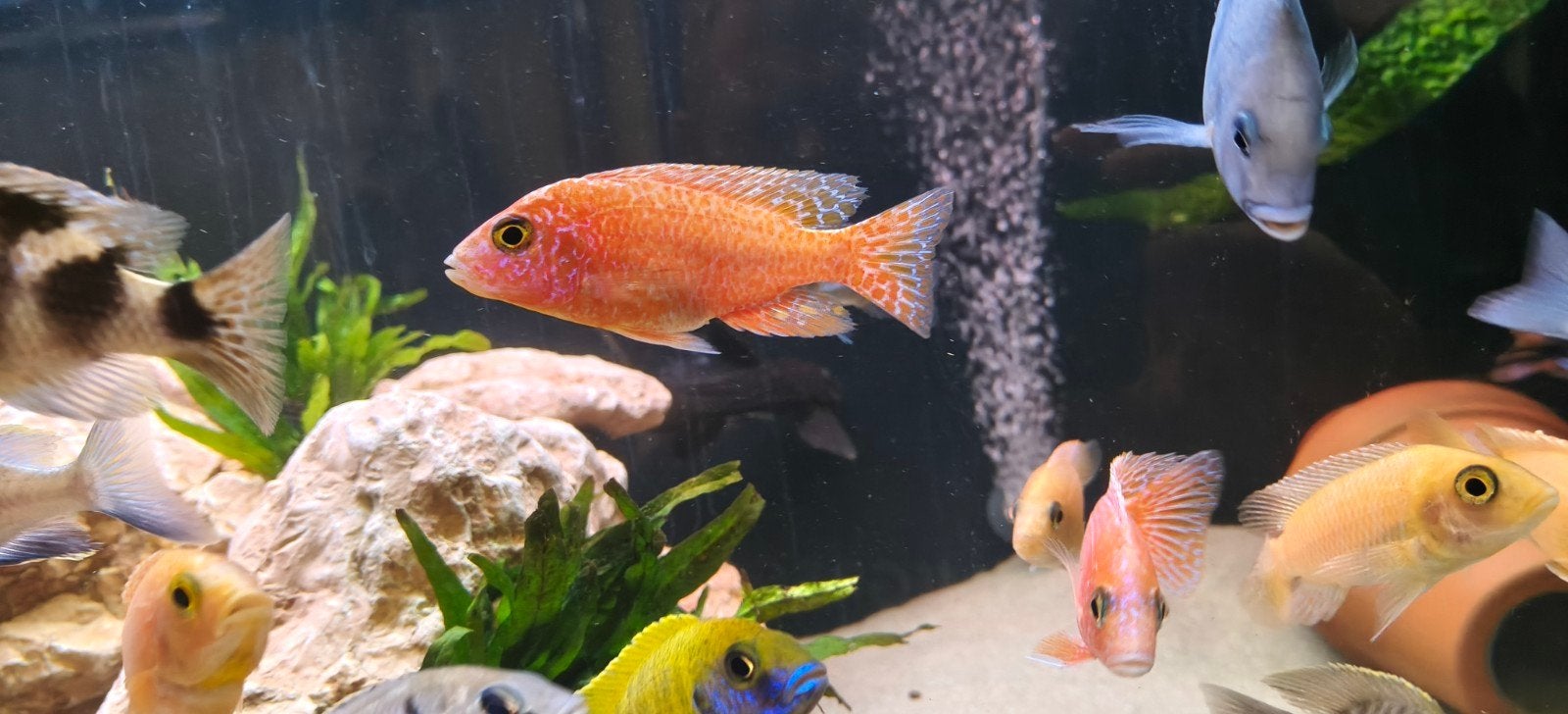 Fire fish Malawi cichlide, Vis, Zoetwatervis