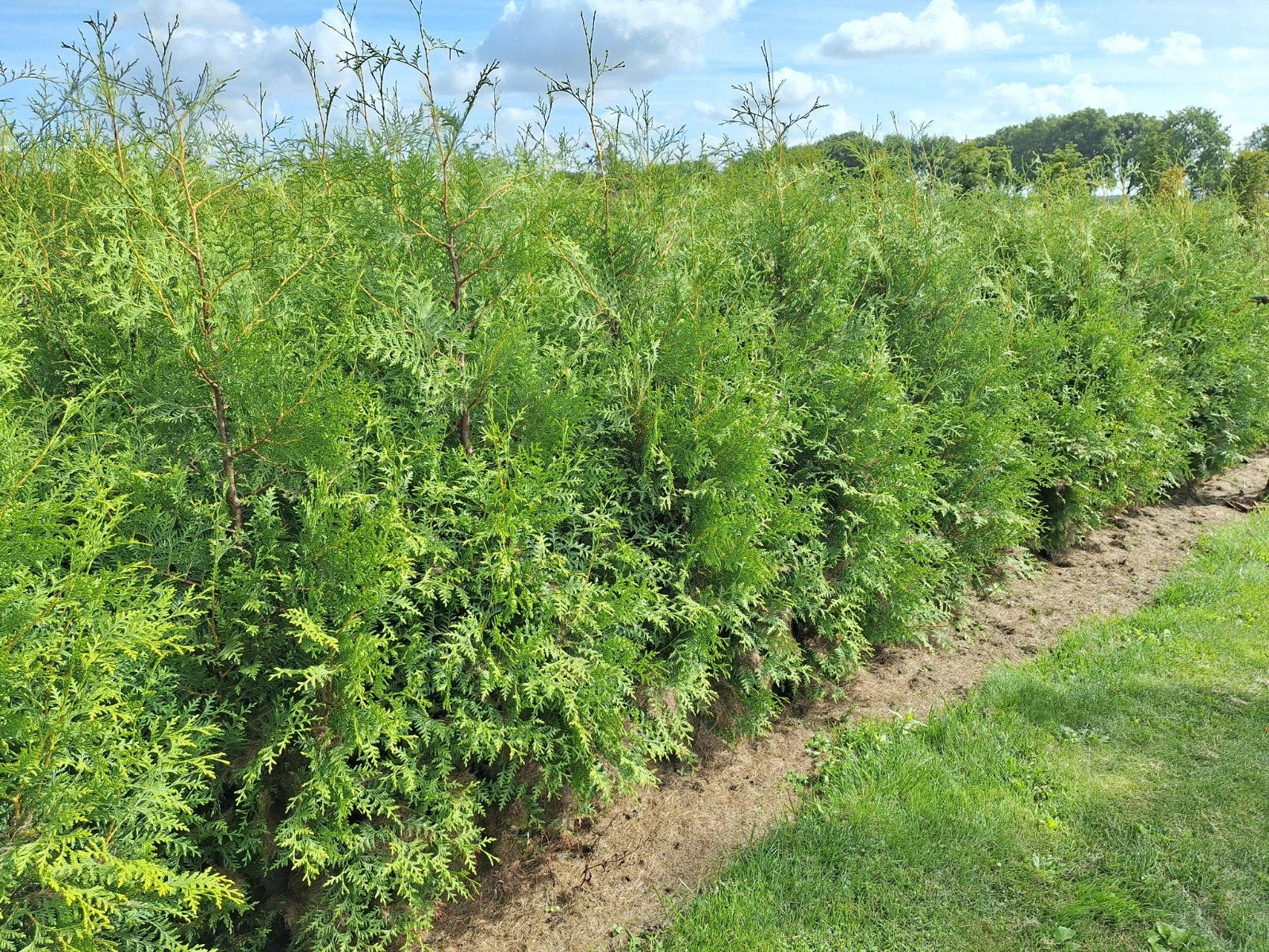 Thuya Brabant conifeer coniferenhaag GROOT 180 - 200+ cm!, Ophalen, Conifeer, Haag, 100 tot 250 cm