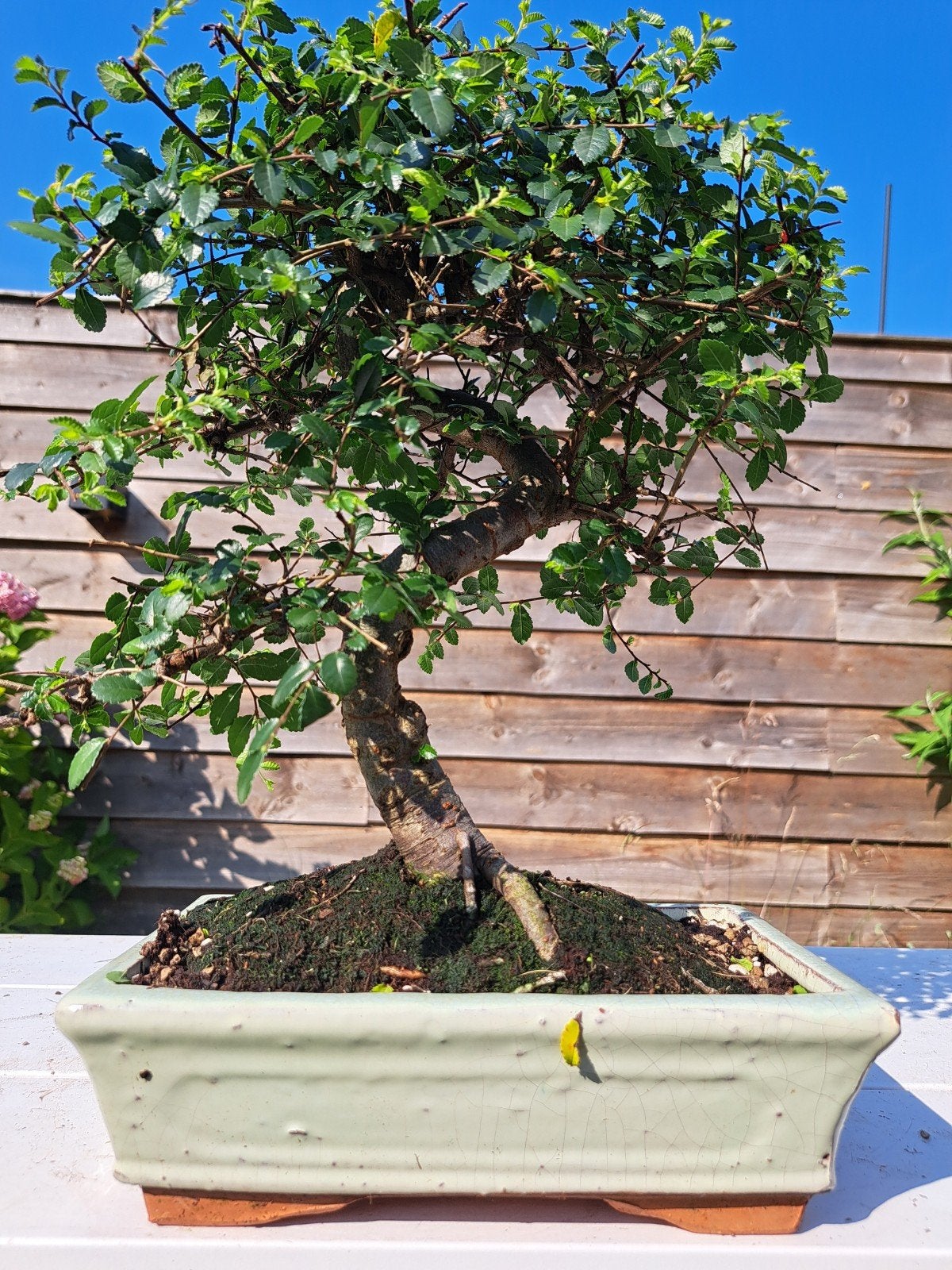 Grote Ulmus Bonsai in Ruime Bonsaischaal, Tuin en Terras, Planten | Tuinplanten, Ophalen of Verzenden