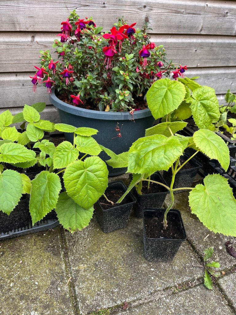 Anna Paulowna boompjes, Overige soorten, Lente, Minder dan 100 cm, Ophalen
