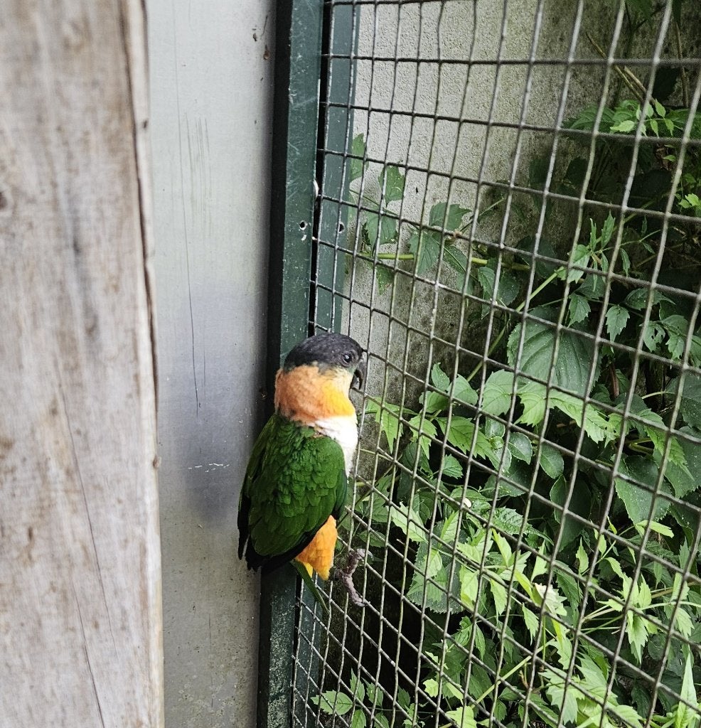 Zwartkopcaique man 2026, Dieren en Toebehoren, Vogels | Parkieten en Papegaaien, Mannelijk, Papegaai, Geringd