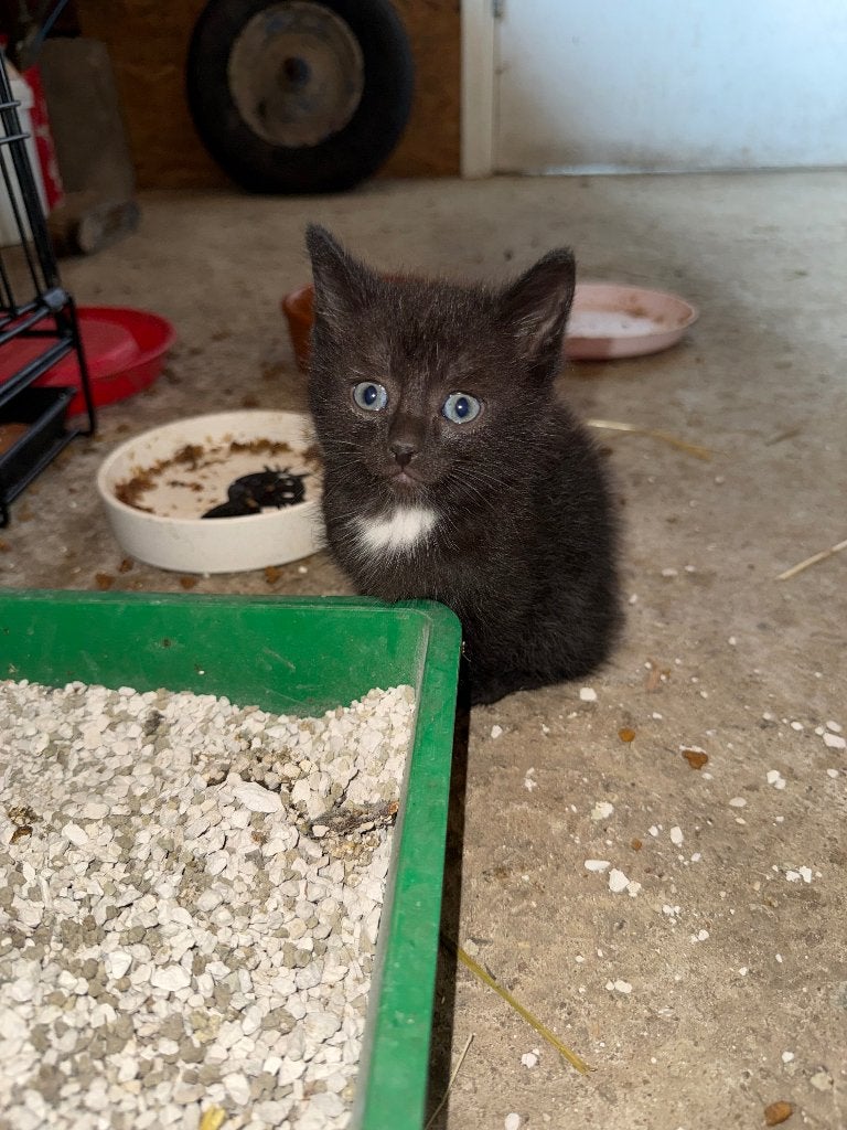 Boerderijkittens, Kater, Kortharig, 0 tot 2 jaar