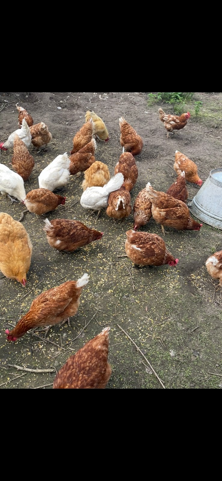 Legkippen aangeboden Isa Brown / Orpington/ poule de bresse, Dieren en Toebehoren, Vrouwelijk, Kip