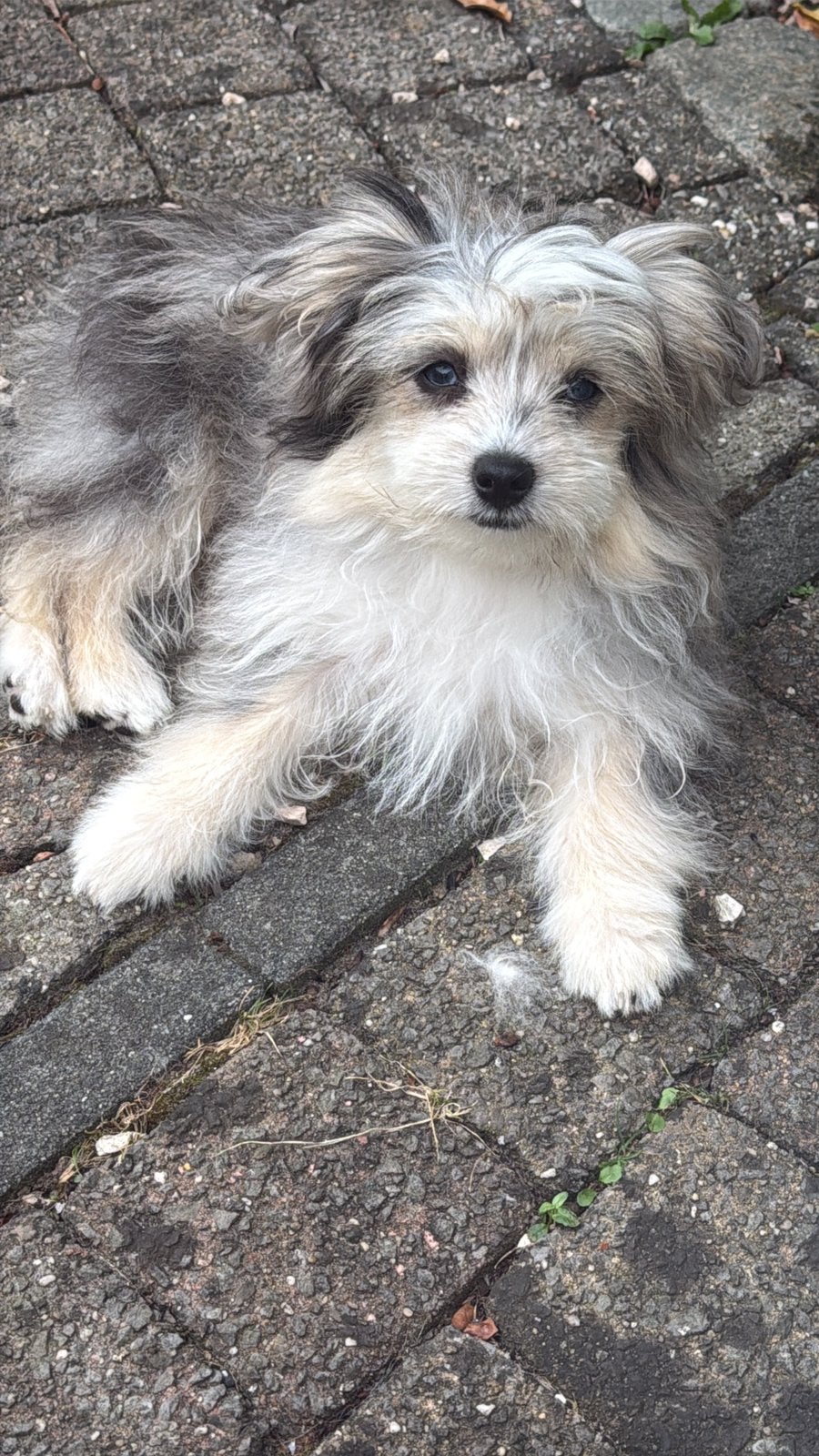 Prachtige Puppy's: Maltezer x Blauw Merle Pommeren, Dieren en Toebehoren, Rabiës (hondsdolheid), 8 tot 15 weken, Meerdere, Meerdere dieren