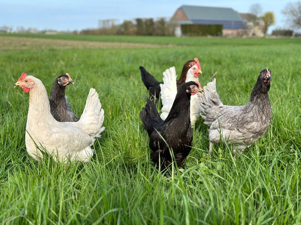 Jonge tamme Groenleggers gesekst en ingeënt, Dieren en Toebehoren, Vrouwelijk, Kip