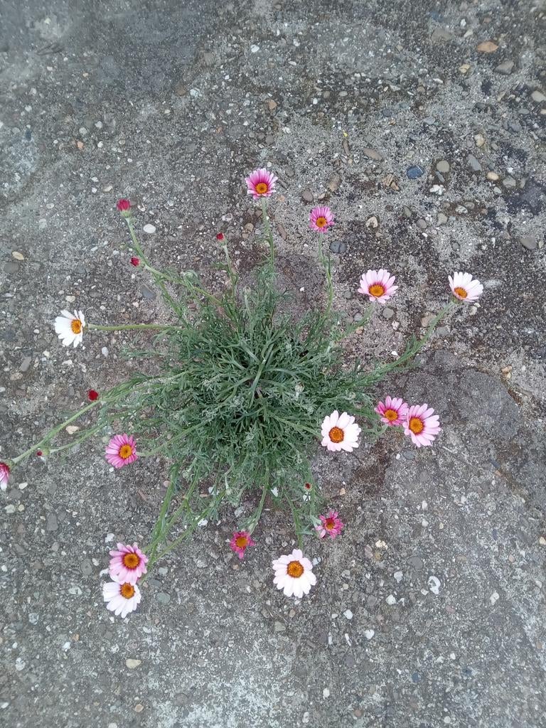 Roze en Witte Margrieten - Charmante Tuinplanten, Tuin en Terras, Planten | Tuinplanten, Ophalen of Verzenden