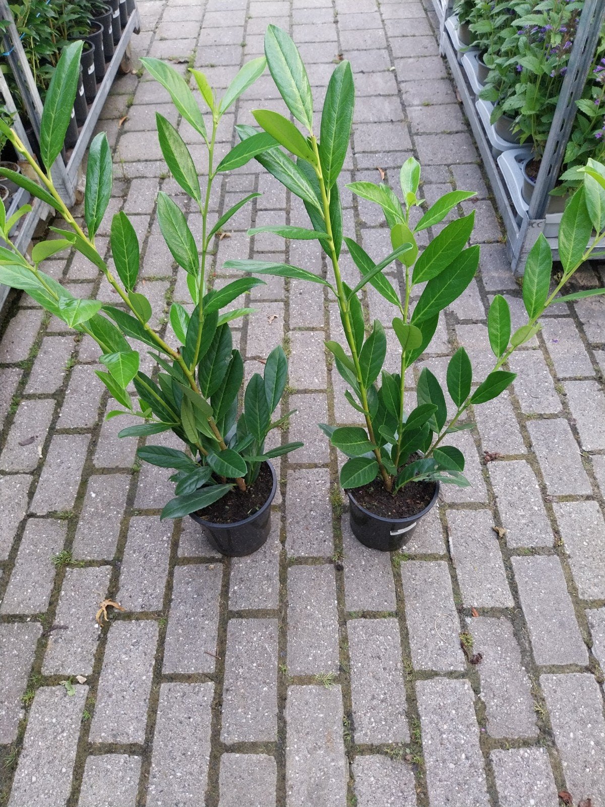 Prunus Caucasica - Kaukasische Laurierkers, Volle zon, Vaste plant, Lente, Ophalen