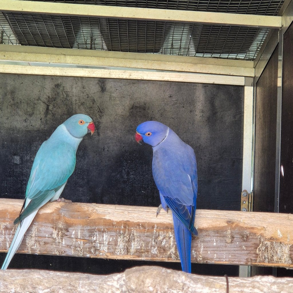 Koppel opaline halsbandparkieten, Dieren en Toebehoren, Meerdere dieren, Parkiet, Geringd