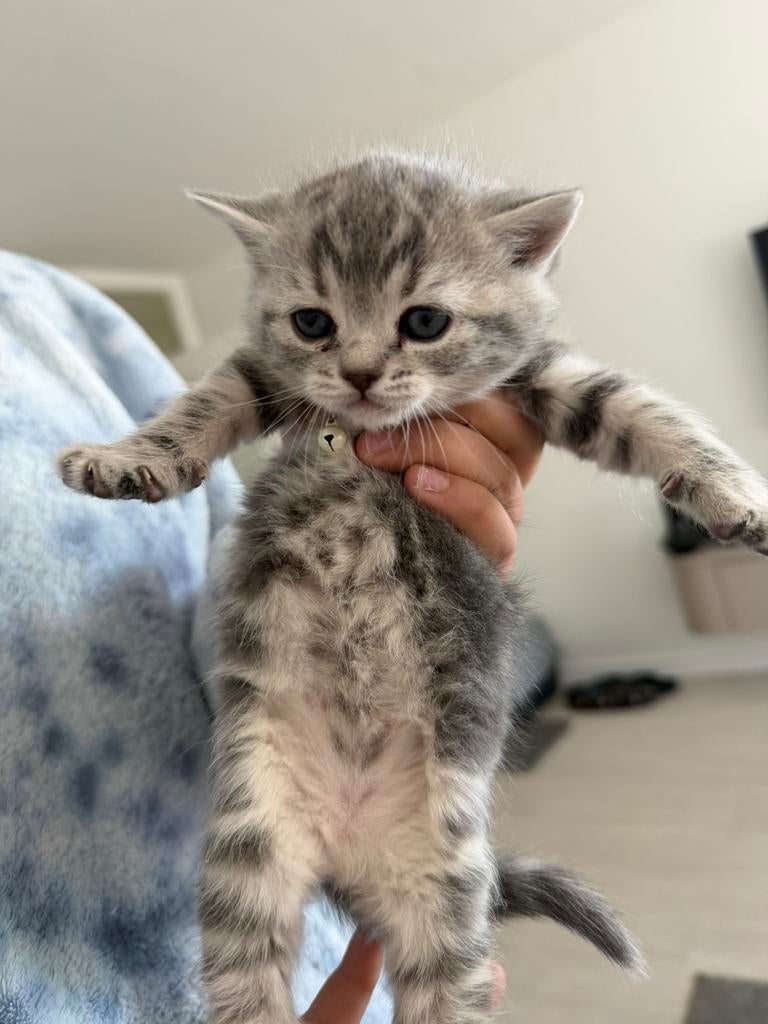 Britsekorthaar Silver tabby, Meerdere dieren, Ontwormd