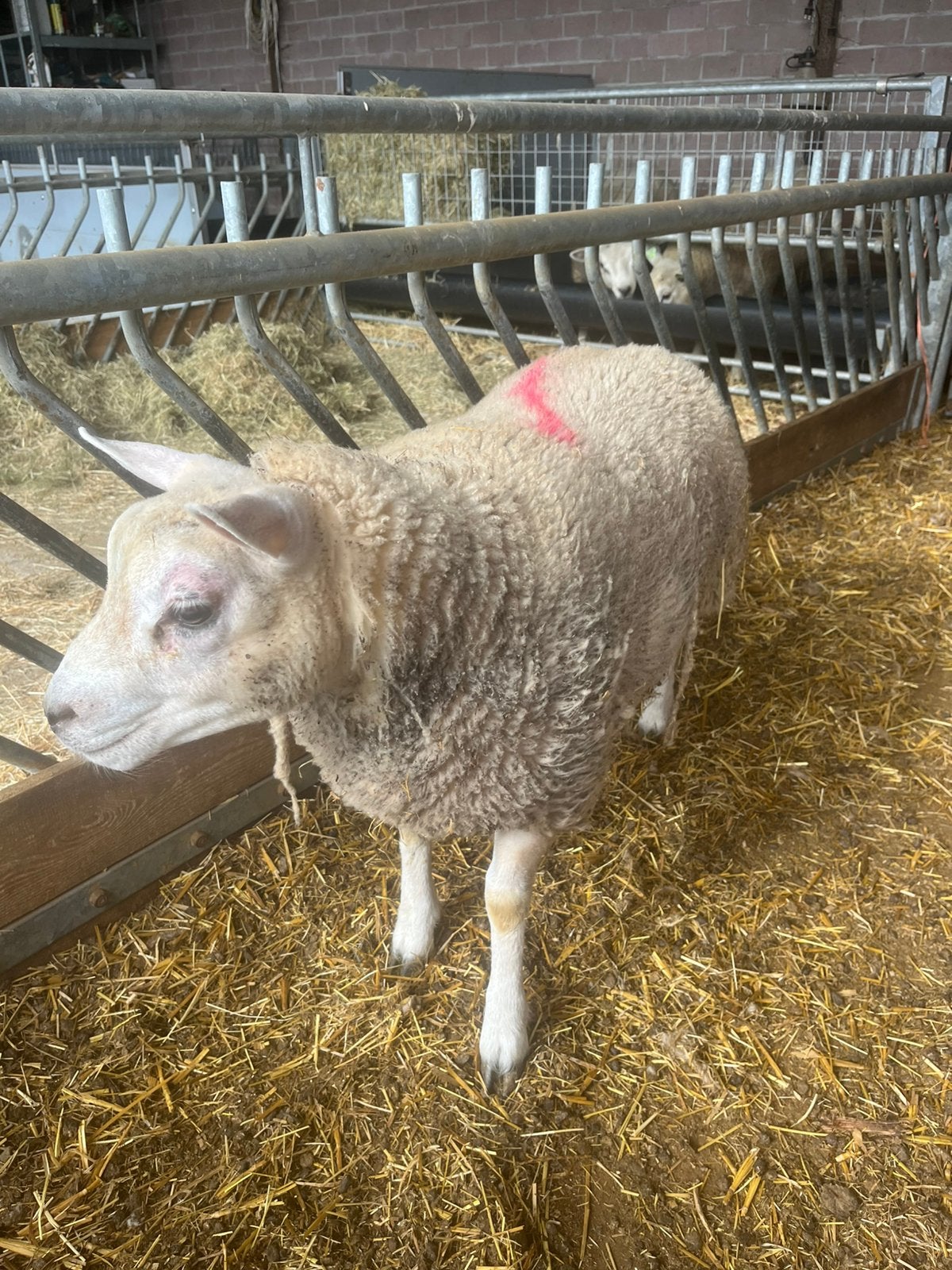 Schapenbok texelaar, Mannelijk, Schaap