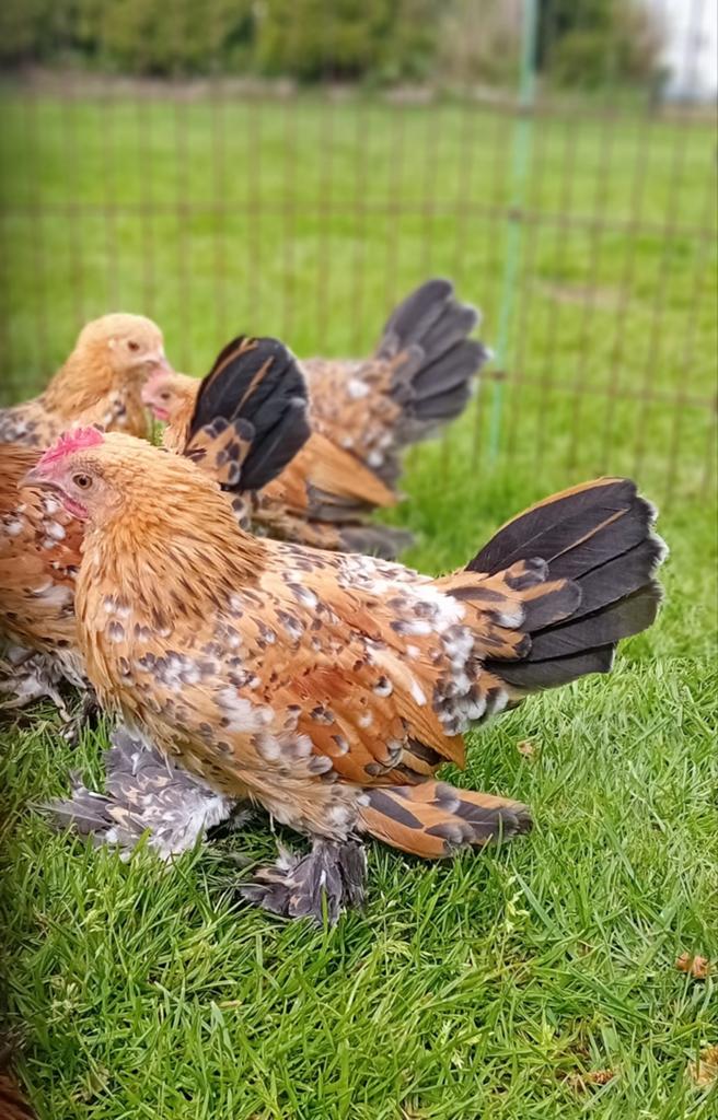 Sabelpoot kriel, Dieren en Toebehoren, Pluimvee, Meerdere dieren, Eend