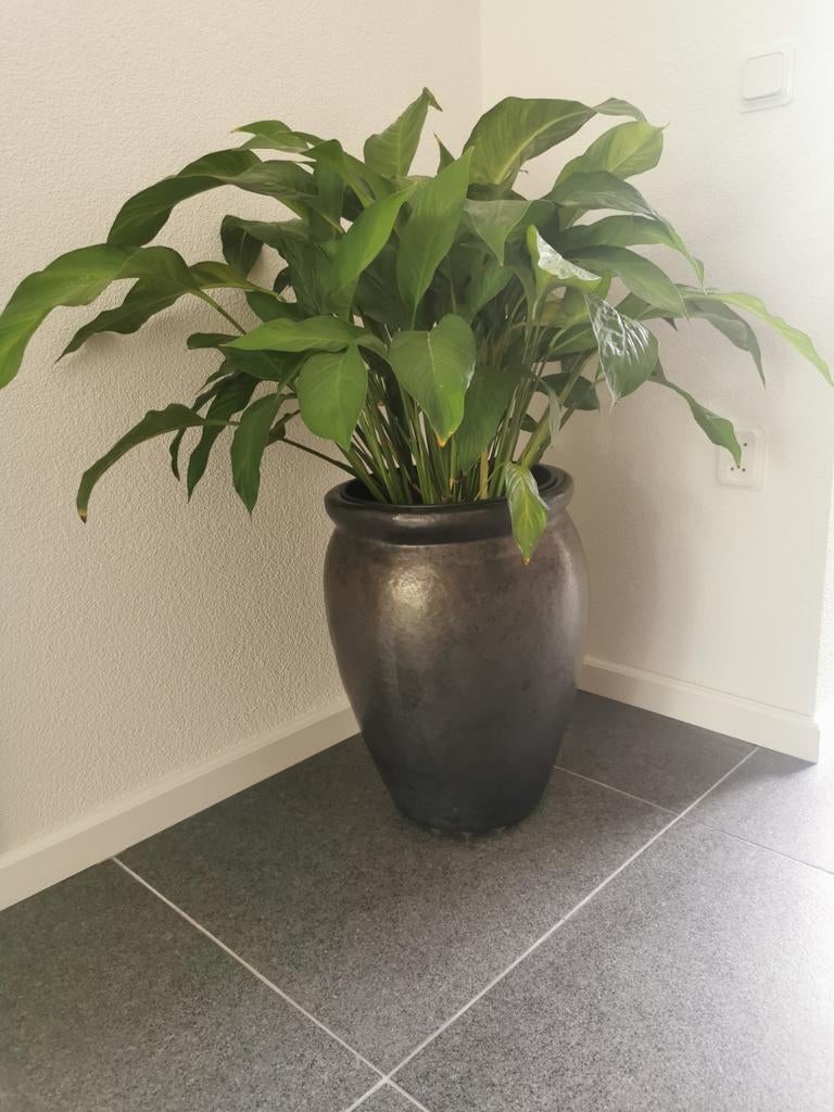 Grote antraciet mat geglazuurde vaas, kruik, Keulse pot, Huis en Inrichting, Woonaccessoires | Vazen, Overige kleuren, 50 tot 75 cm