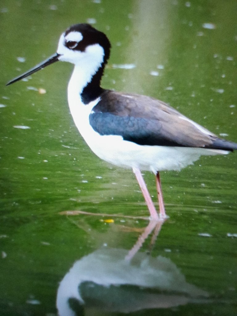 mexicaanse steltkluten, Meerdere dieren, Kip