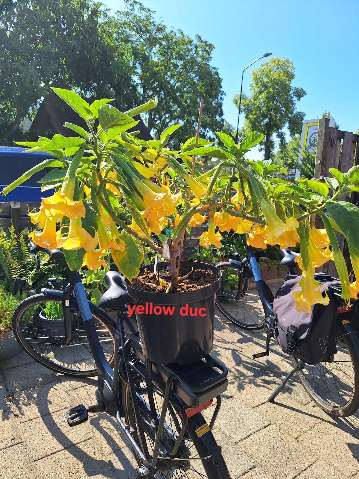 brugmansia, Volle zon, Minder dan 100 cm, Zomer, Overige soorten