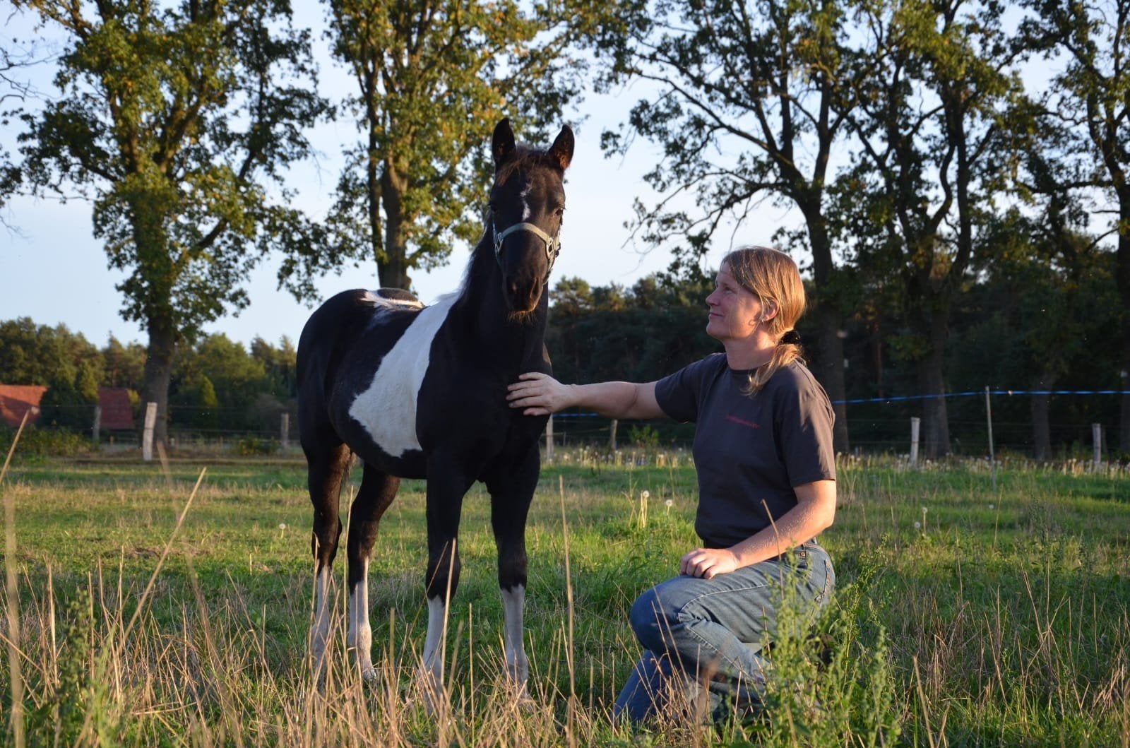 American Paint Horse Hengst Veulen, Dieren en Toebehoren, Minder dan 160 cm, Met stamboom, Niet van toepassing, 0 tot 2 jaar