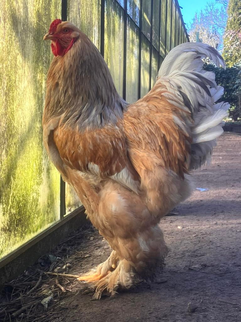 Broedeieren Brahma buff blauw en splash columbia getekend, Dieren en Toebehoren, Pluimvee, Geslacht onbekend, Kip