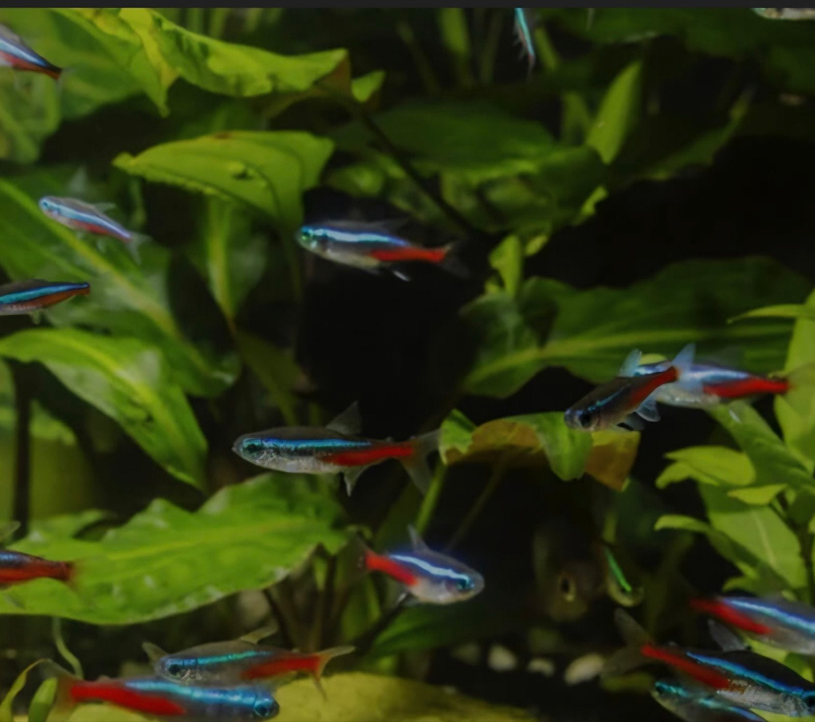 Neon tetras 90 cent per stuk.