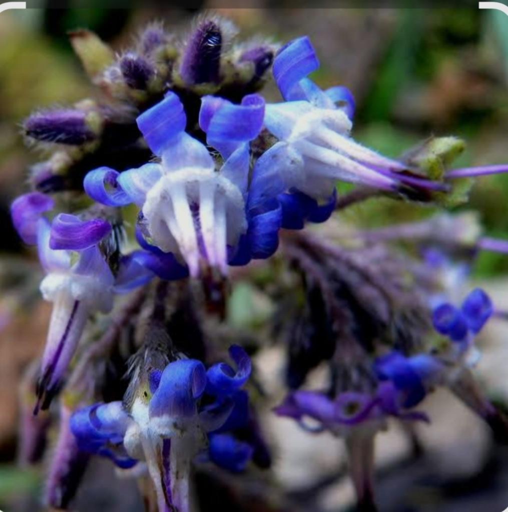 Trachystemon, Tuin en Terras, Ophalen, Overige soorten, Minder dan 100 cm