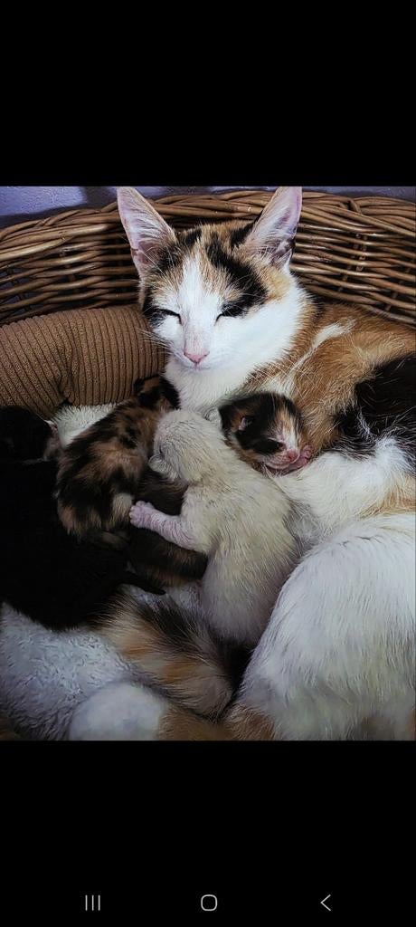 Europese korthaar kittens, Meerdere dieren, Kortharig, 0 tot 2 jaar
