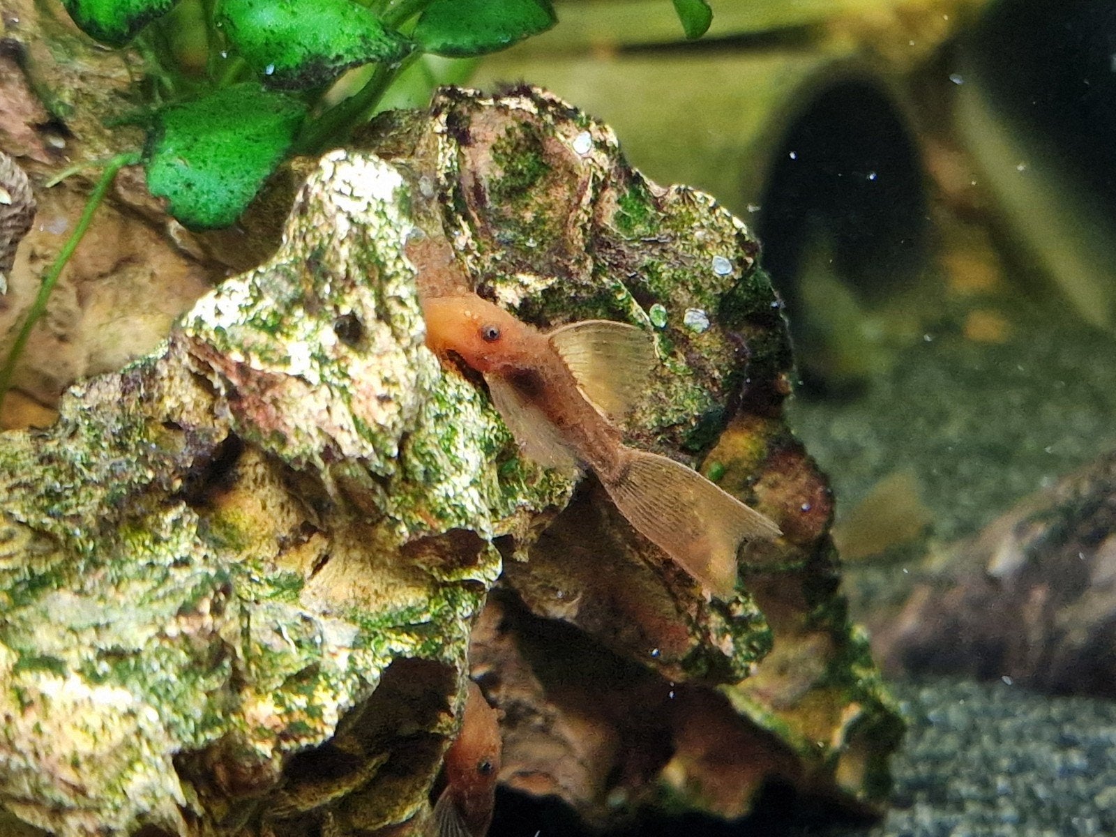 Super red longfin ancistrus, Dieren en Toebehoren, Vis