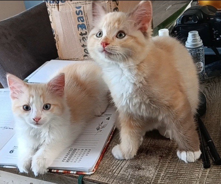 Ragdoll kittens ( grote hond, geteste ouders), Meerdere dieren, Langharig, 0 tot 2 jaar