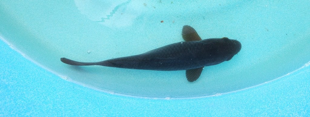 Koi 25 28cm, Karper of Koi