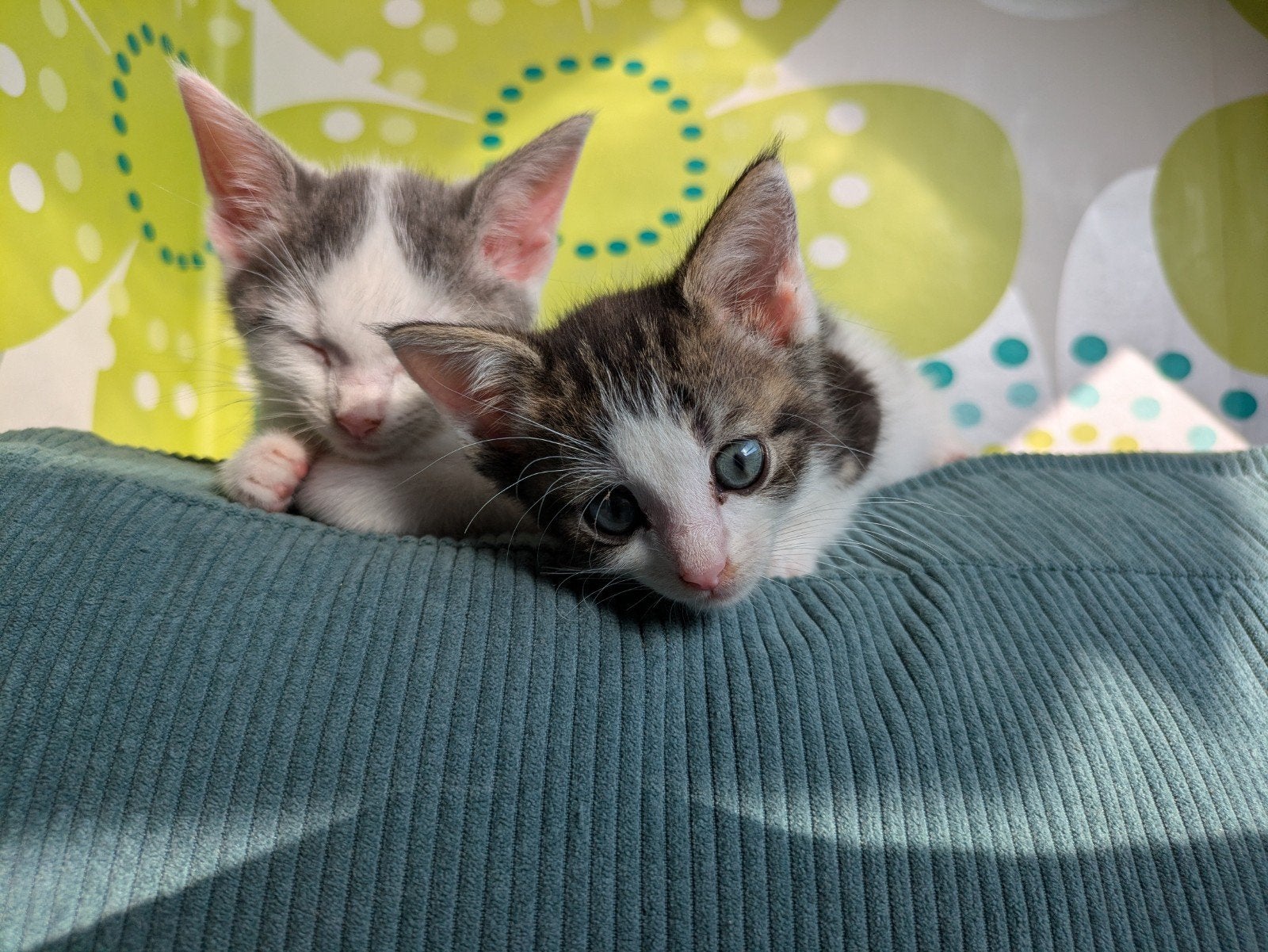 Kittens, Kater, Ontwormd, 0 tot 2 jaar