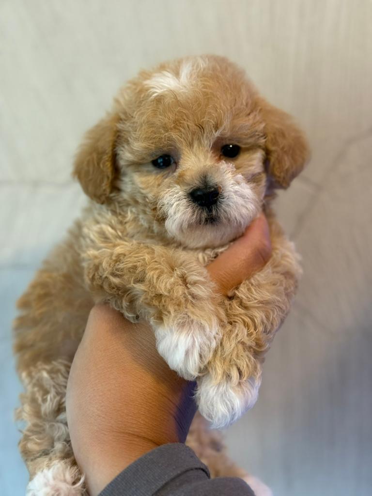 Maltipoo pups ❤️ mogen het nest verlaten, Parvo, Overige rassen, 8 tot 15 weken, Meerdere