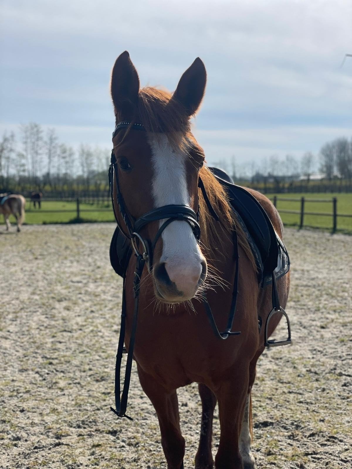KWPN merrie vos, 8 jaar, 1.60 hoog, Dieren en Toebehoren, Paarden, Merrie, Recreatiepaard