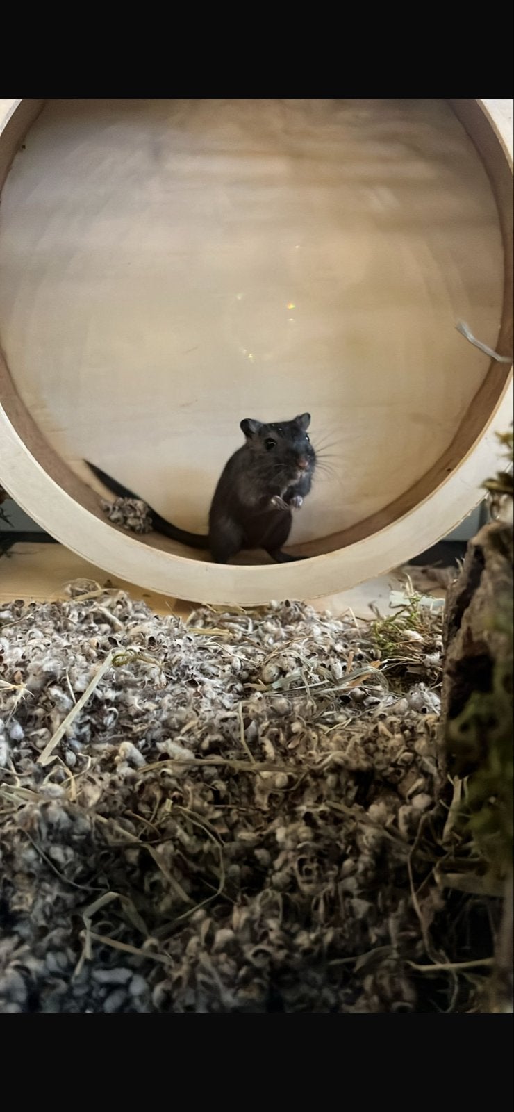 2 gerbils, Dieren en Toebehoren, Knaagdieren, Vrouwelijk, Overige typen, Januari, Tam