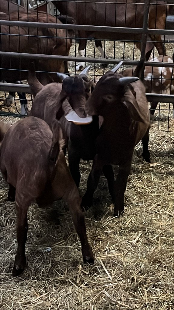 jonge kalahari red bokjes, Dieren en Toebehoren, Schapen, Geiten en Varkens, Mannelijk, Geit, 0 tot 2 jaar