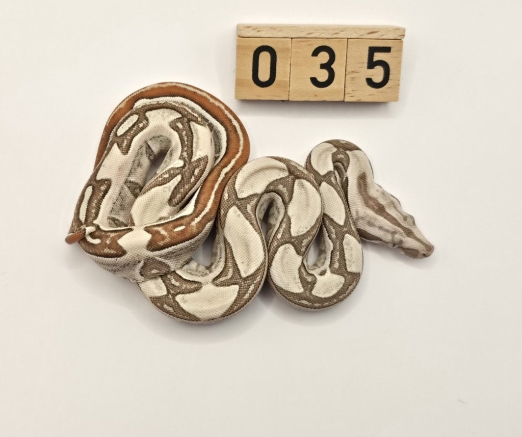Boa Imperator IMG Labyrinth 66% VPI, Slang, 0 tot 2 jaar