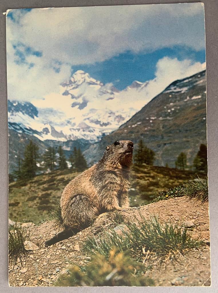Alpen marmot, Verzamelen, Ophalen of Verzenden, Ongelopen, Wild dier