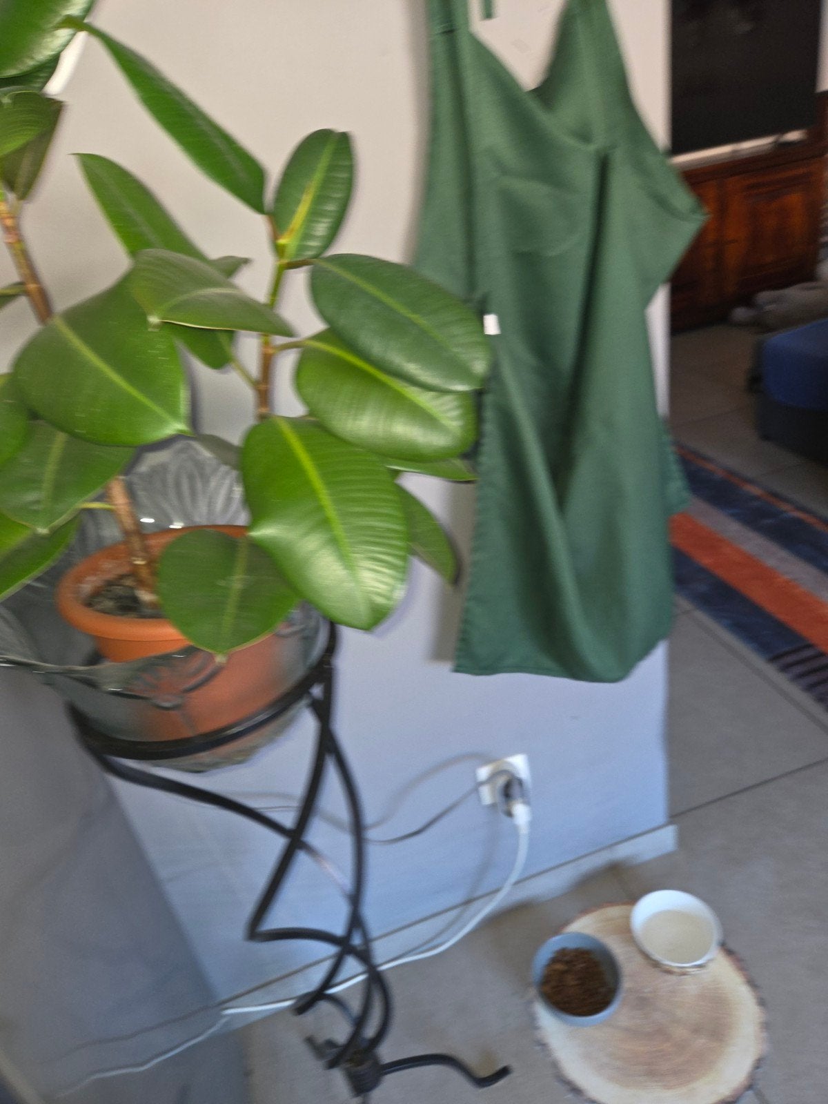 Foto 11 van ficus elastica