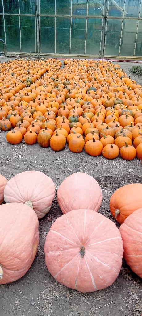 pompoenen en kalebassen, Ophalen, Nieuw, Versiering, Halloween of Griezel